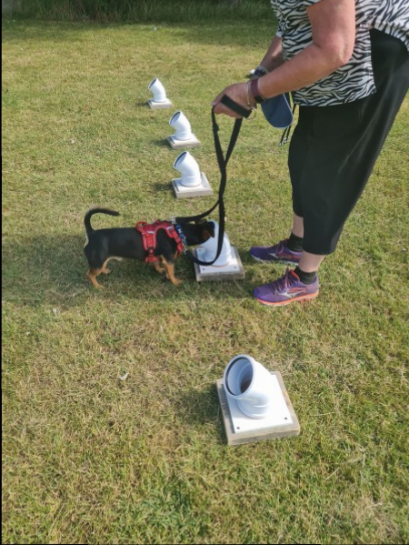 SNIFFER DOG SCENT DETECTION