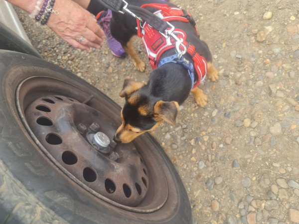 Sniffer Dogs Workshop